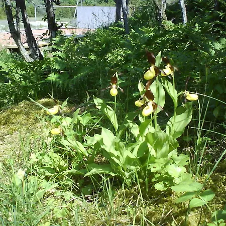 Apartmán Windmill *